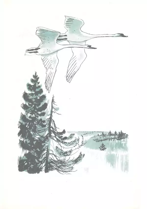 Книгаго: Пролетали лебеди. Иллюстрация № 2
