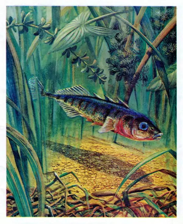 Книгаго: Рыбий дом. Иллюстрация № 6