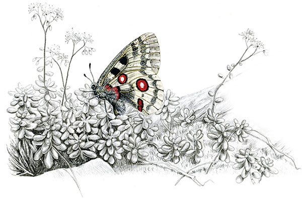 Книгаго: Бабочки. Основы систематики, среда обитания, жизненный цикл и магия совершенства. Иллюстрация № 1