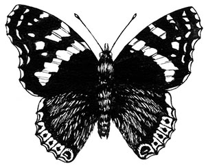 Книгаго: Комната бабочек. Иллюстрация № 2