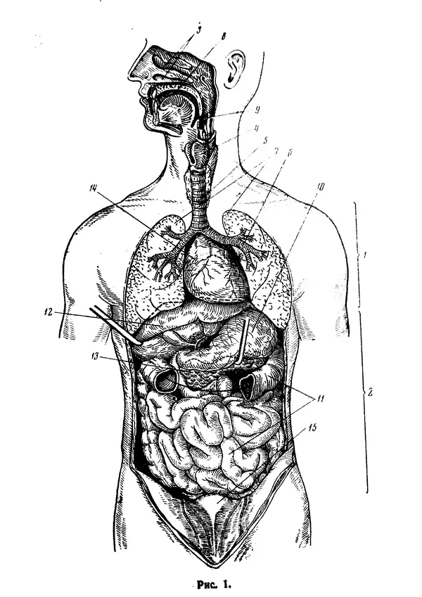 Книгаго: Анатомия и физиология человека. Иллюстрация № 7