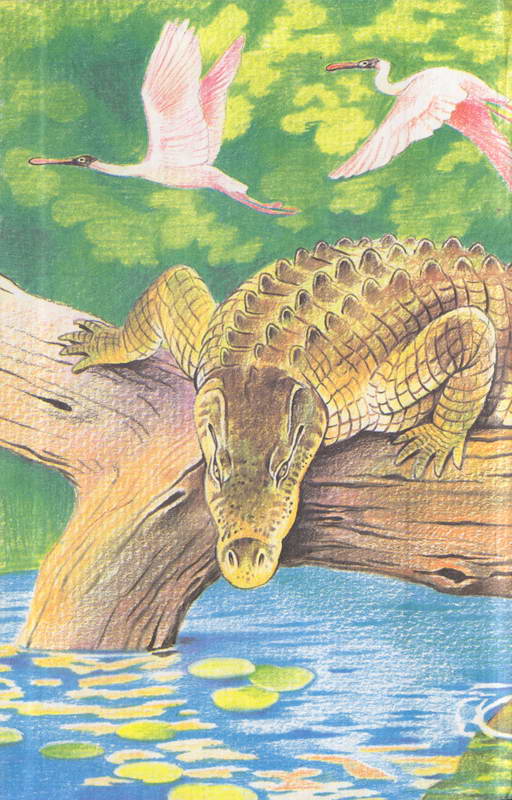 Книгаго: Сокровища животного мира. Иллюстрация № 89