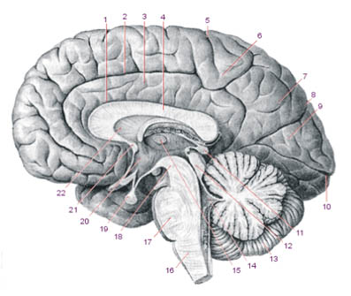 Книгаго: Мозг напрокат. Как работает человеческое мышление и как создать душу для компьютера. Иллюстрация № 2