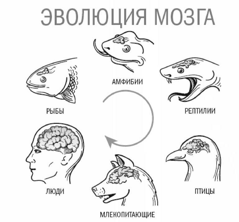 Книгаго: Тайны мозга. Иллюстрация № 1